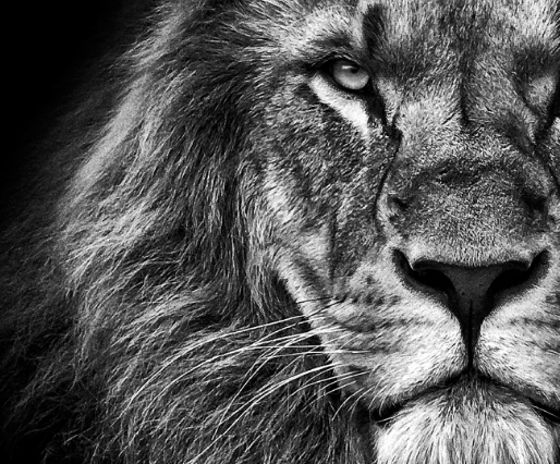 lion